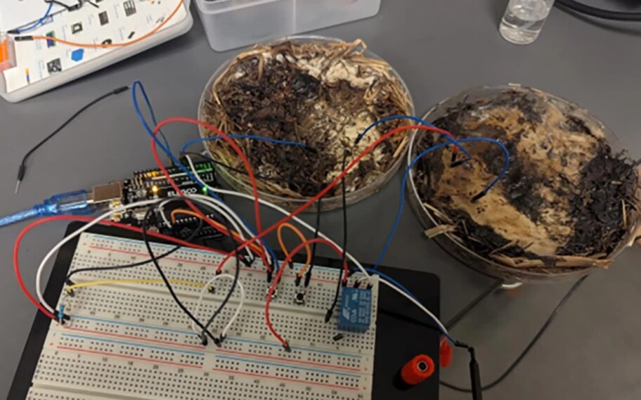 Scientists create computer made from shiitake fungi — RAM memory chip reaches almost 6 GHz